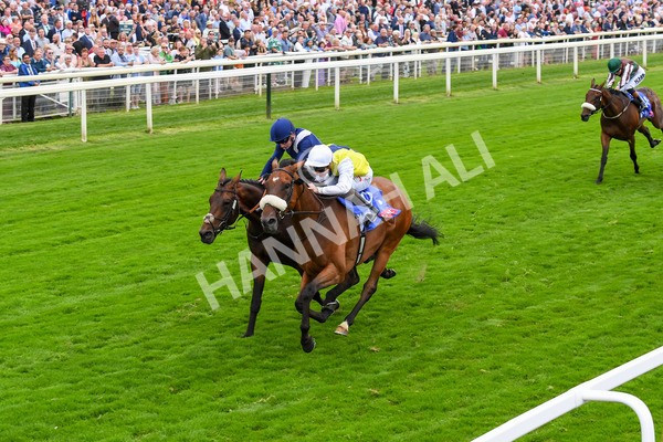 230823-Race 5-Forza Orta-0707 - Race 5 4.10pm Sky Bet Stayers Handicap