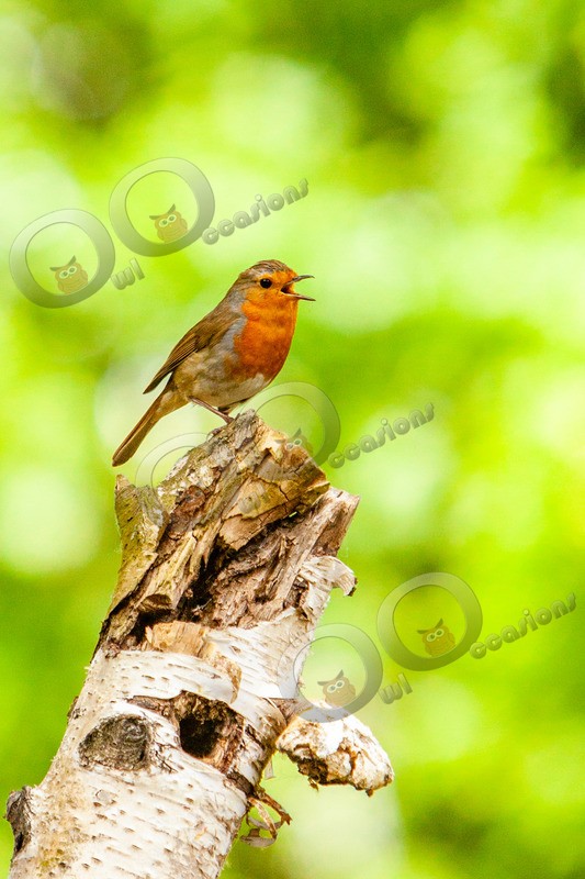 Robin Erithacus rubecula8684 - UK birds