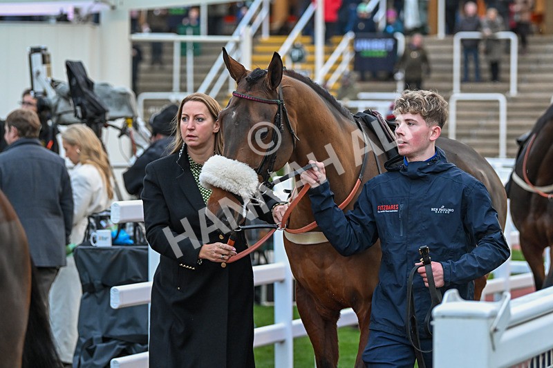 171124-Race 5-Paddock-Fiercely Proud-4113 - Race 5