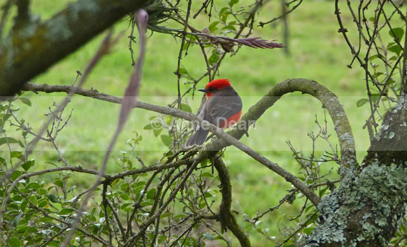 Standing out at Ingapirca, Ecuador - Wildlife of Ecuador