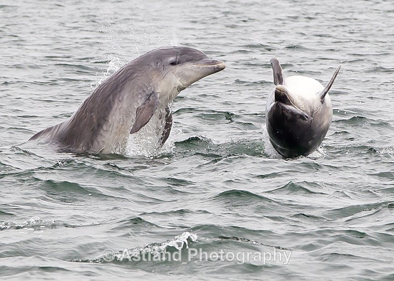 Astland Photography, Bird and Wildlife Images, Susan and Peter Wilson, U.K.