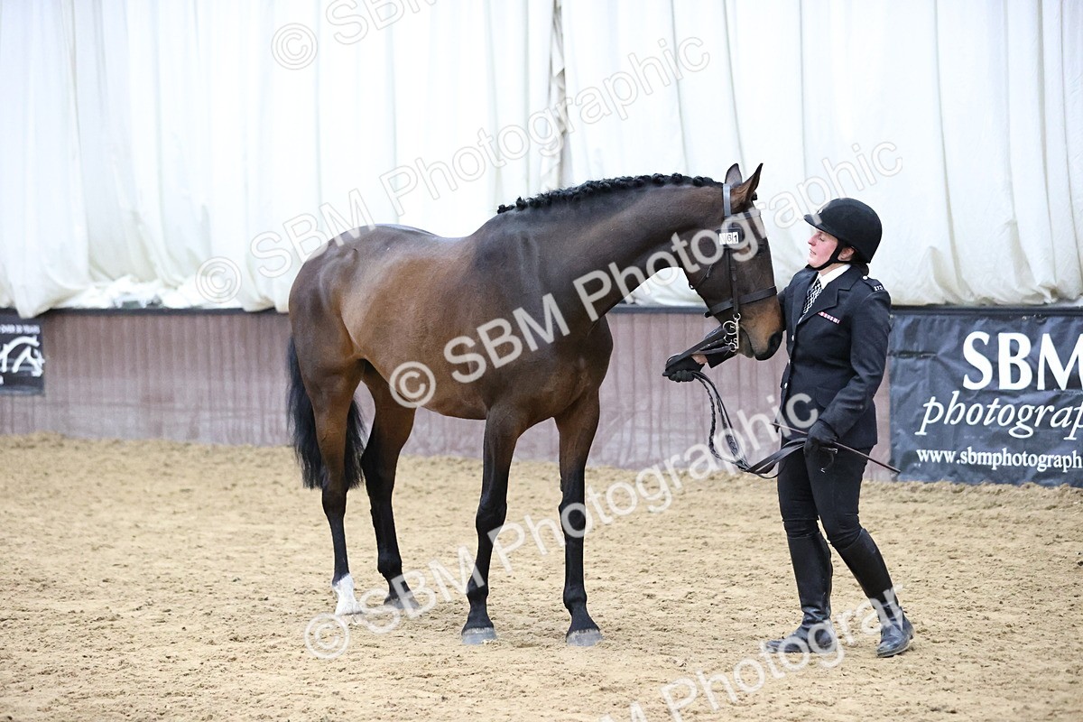 SBM_5738 - Class 3 - BSHA In Hand Show Hunter