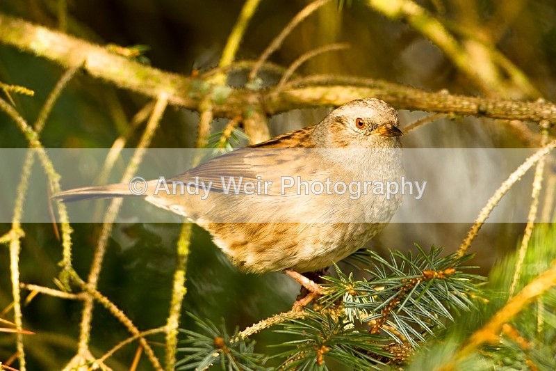20121007-_MG_0765 - Dunnock (Hedge Sparrow)