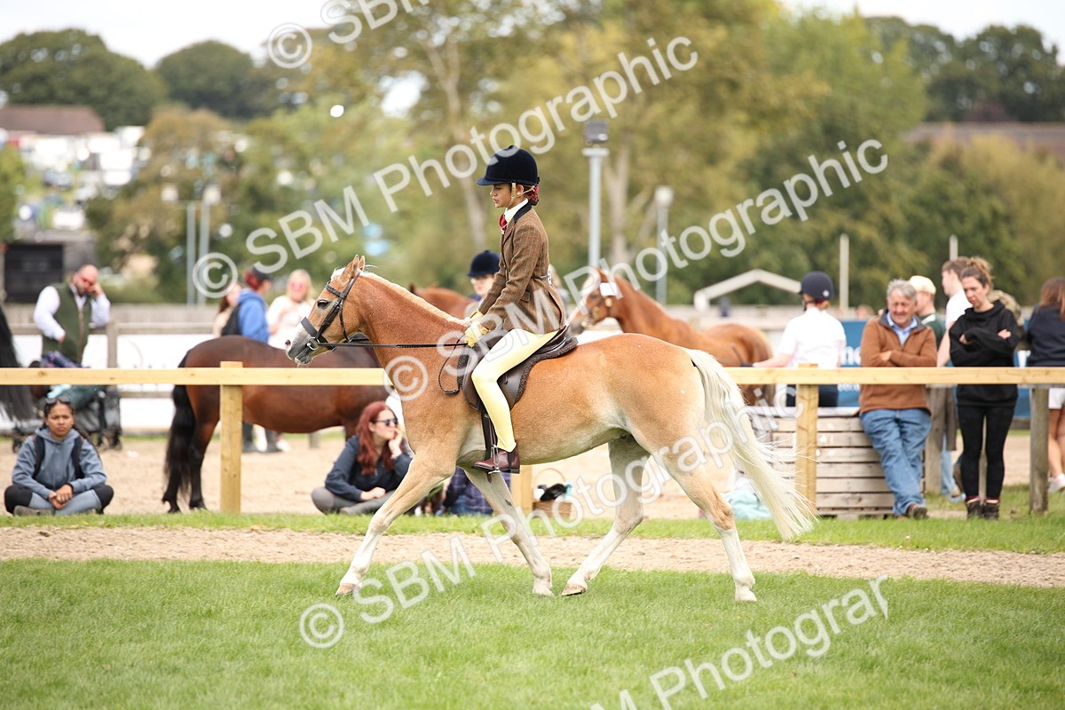 SBM_42352 - S13 - Pony Club Pony