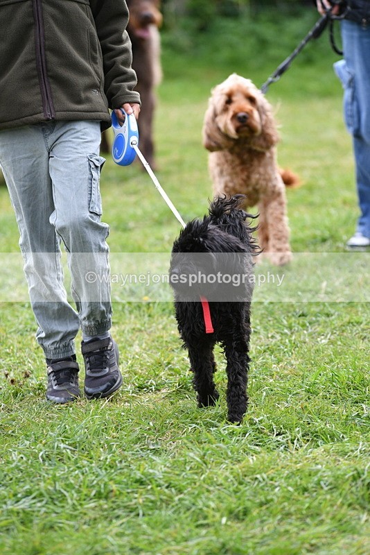 WJ5_9305 - Class 1 Best Cross Breed / Heniz 57