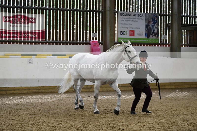 WJ5_4584 - Class 3 Part Bred In hand