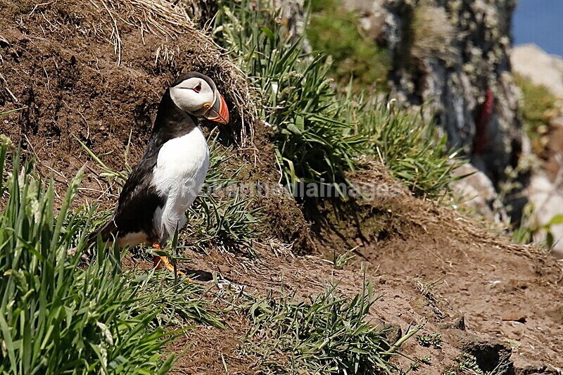 _56A7238 - Skomer 2019
