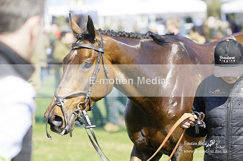 PtP 190322 255 - Wilton Hunt PtP Milborne St Andrew 19/03/22