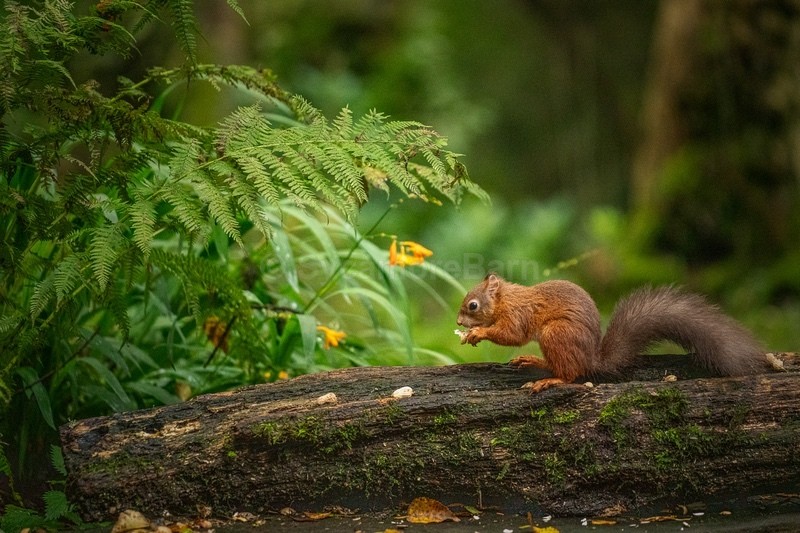 Red Squirrel Feeding - Red Squirrels