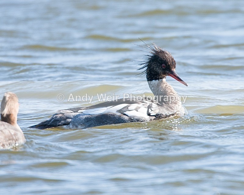20090524-104 - Mergansers & Goosanders