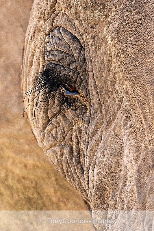 Desert Elephant - The Hoanib