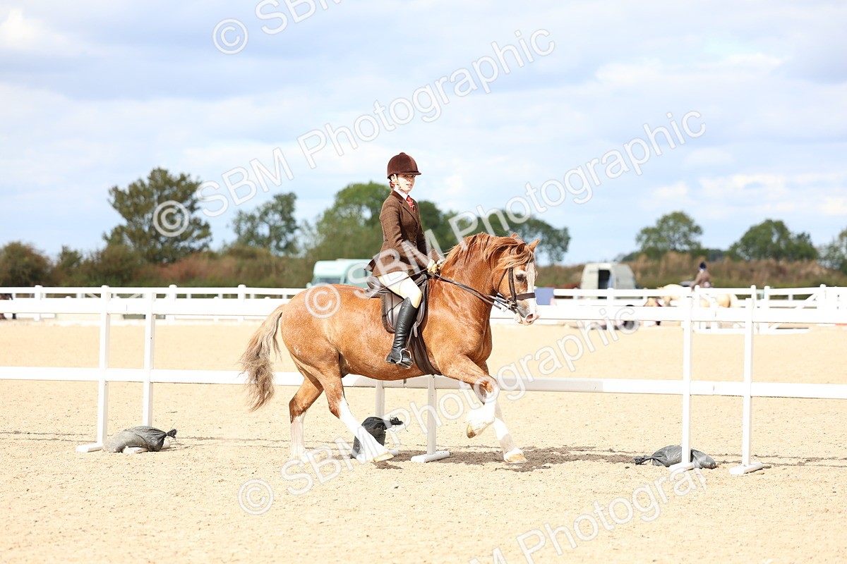 SBM_15780 - Class 314 - Family Horse - Pony