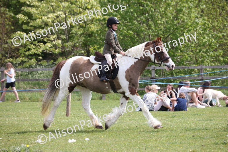 20260426-4331 - Class 34 - Best Riding Horse Over 14.2hh