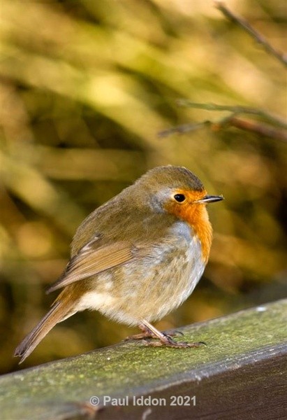 Robin Redbreast - Nature - Birds and Wildlife