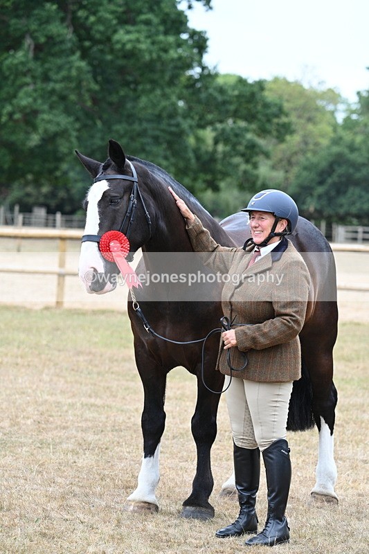 WJ7_0158 - Class 5a Most Handsome Gelding (above 14.2hh)