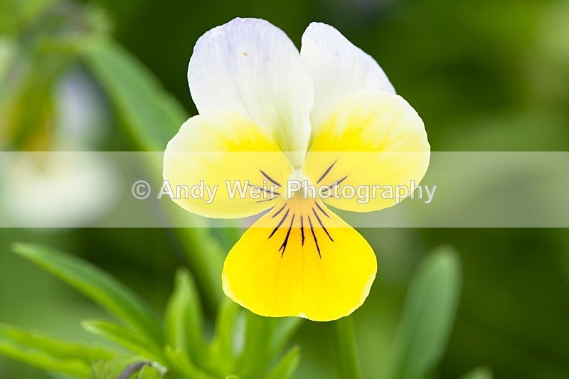 20080816-006 - Plants and Flowers