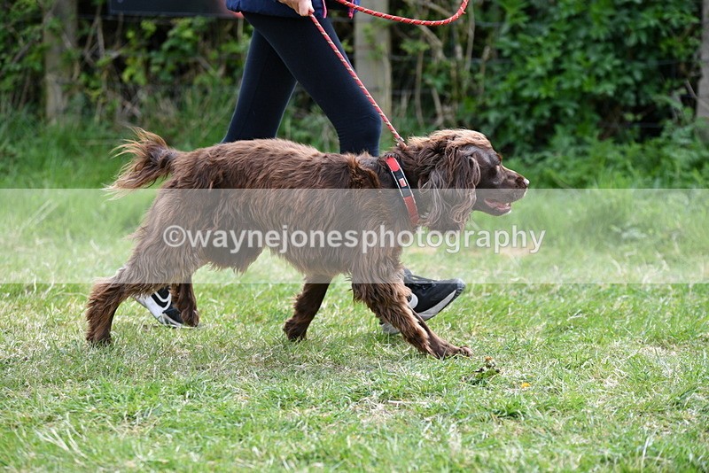 WJ5_9582 - Class 3 Most Handsome Dog
