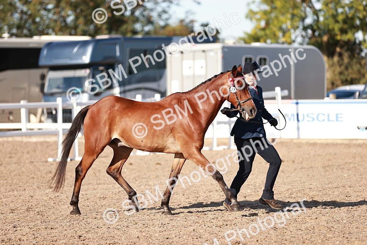 SBM_11393 - Class 402 - IH  Veteran pony