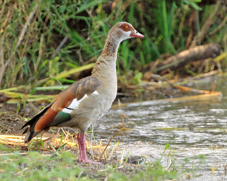 Egyptian Goose standing on the edge of Lake Baringo - Egyptian Goose