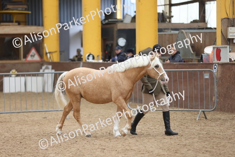 20251109-0826 - Class 25 - Yearling, Colt, Filly or Gelding