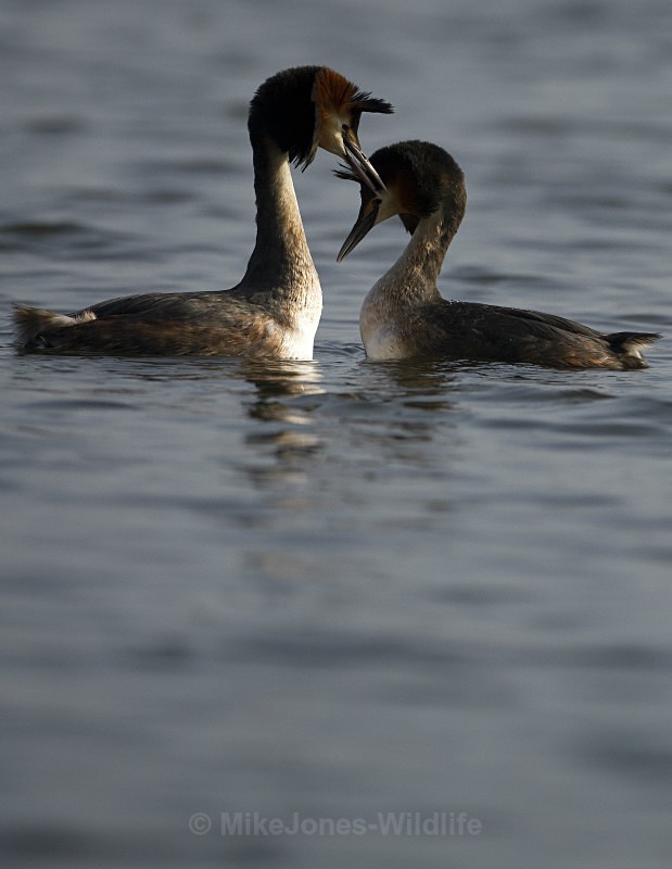 GREAT CRESTED GREBE ref Grebe 5 - GREAT CRESTED GREBES