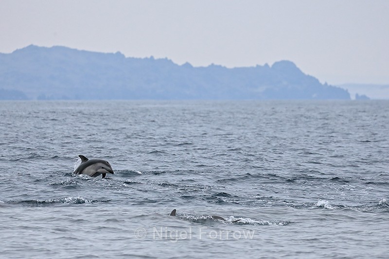 Dusky Dolphin surfaces, Chilean coast - Dolphin
