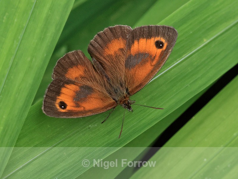 Gatekeeper (male) showing upper wings, Oxfordshire, UK - INSECTS
