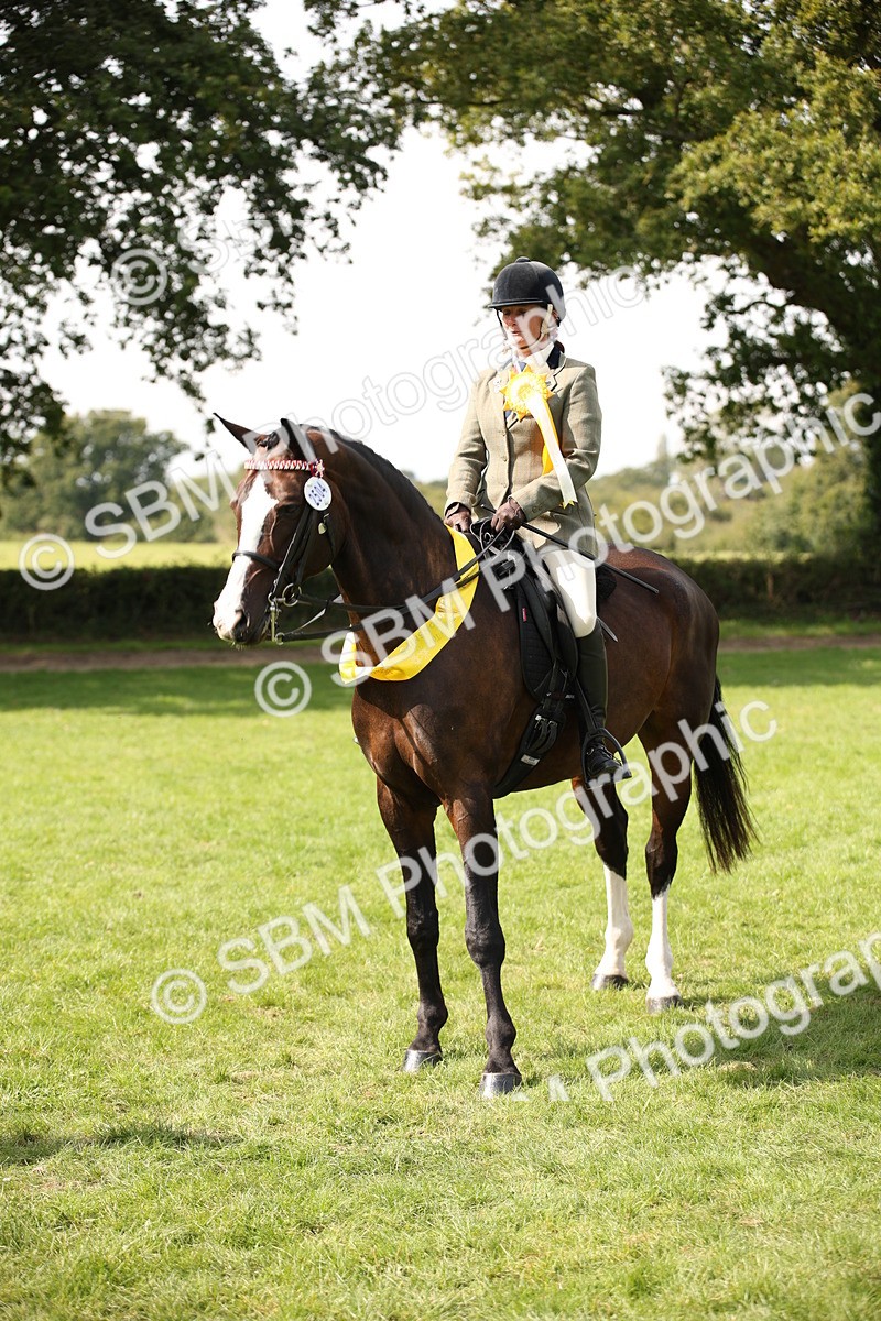 SBM_65998 - S64 - Riding Horse & Hack & Thoroughbred Ridden