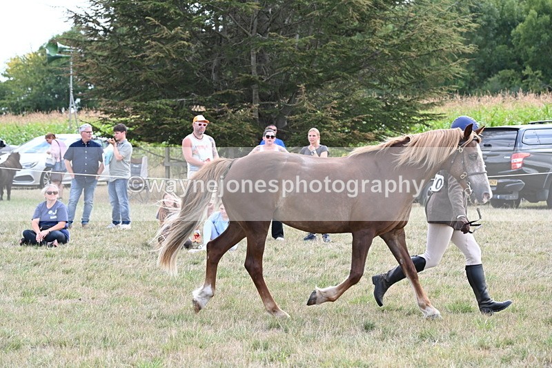 WJ6_6685 - Class 20 In-hand Cob