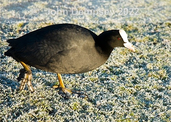Coot In Winter - The Curlie