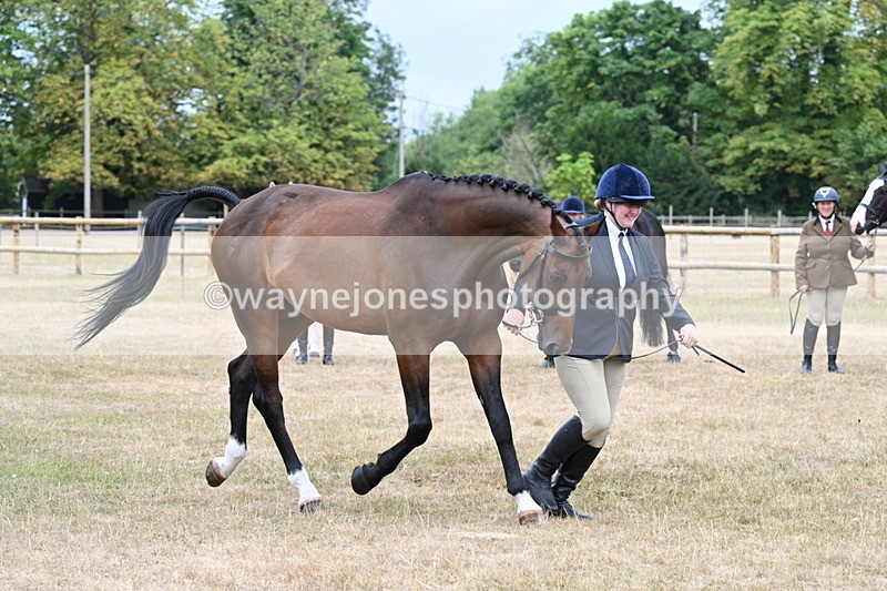 WJ7_9884 - Class 5a Most Handsome Gelding (above 14.2hh)