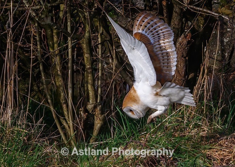 Astland Photography, Bird and Wildlife Images, Susan and Peter Wilson, U.K.