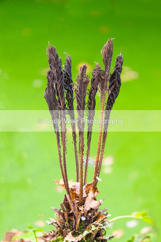 20161031-3K8A8997-2-4530 - Plants & Flowers