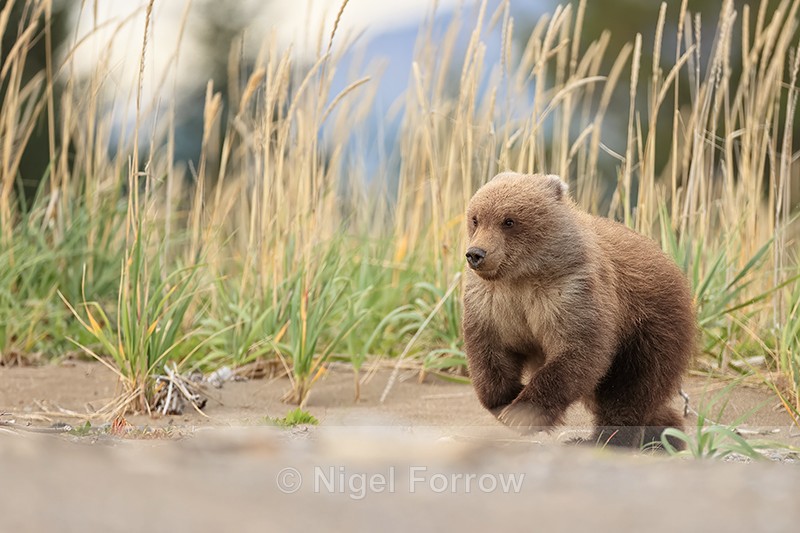 Grizzly Bear cub running on beach, Lake Clark NP, Alaska - Brown Bear