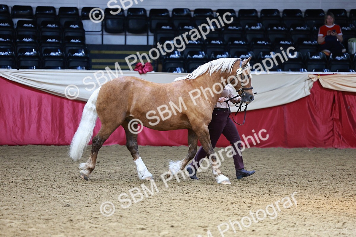 SBM_23275 - Class 903 - Supreme Final - IH Pre Vet