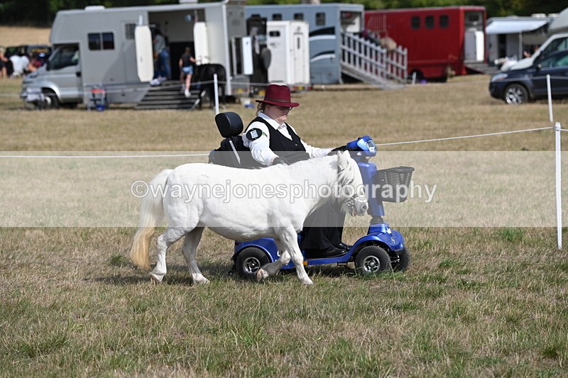 WJ6_6802 - Class 21 Shetland & Mini Horses
