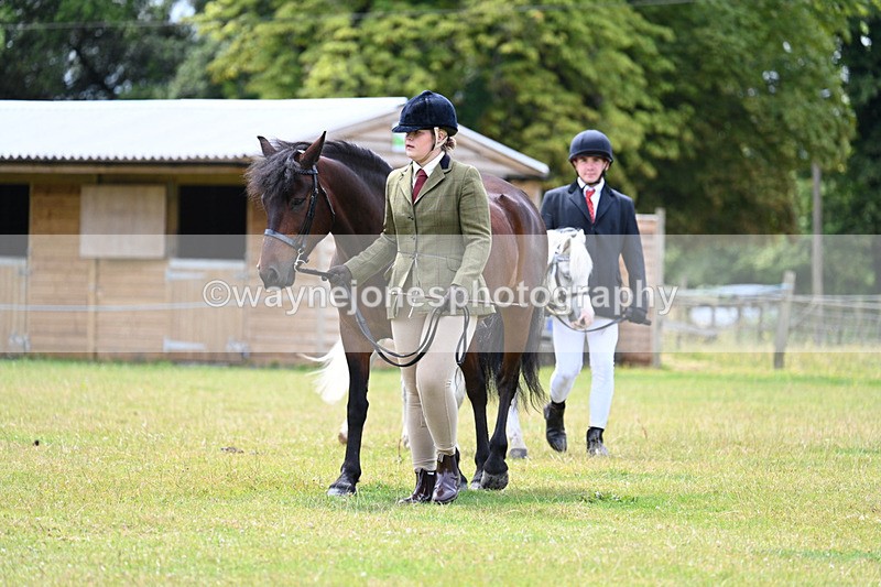 WJ7_6602 - Class 5 Handsome Gelding in hand