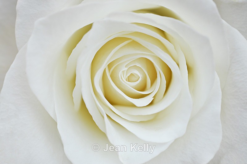 Flower - 20080810_8 - White