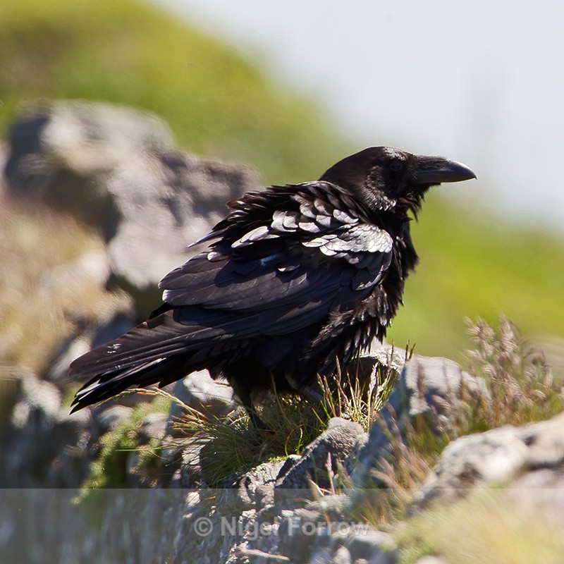 Raven on a stone wall - Raven