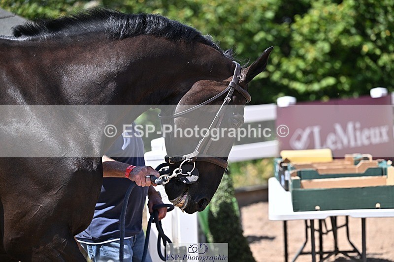 250716-123205-00041 - Trot Up 12.30 to 1.30