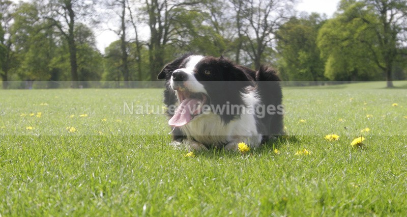floss 2 - Pet Photography