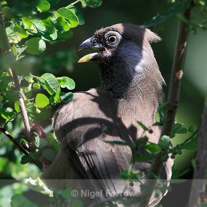 Speckled Mousebird close-up - Speckled Mousebird