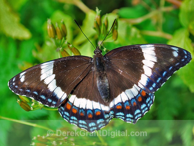 White Admiral - Butterflies & Moths of Atlantic Canada