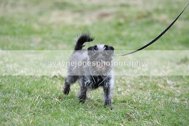 WJ5_9105 - Class 1 Best Cross Breed / Heniz 57