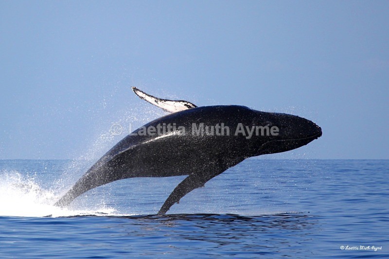 IMG_0177 Mayotte - Marine wildlife