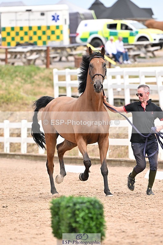 250716-153443-02025 - Trot Up 3.30 to 4.30