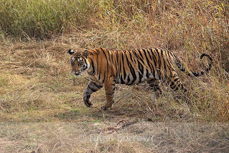 Tiger emerges from long grass, Panna Reserve, Madhya Pradesh, India - Tiger