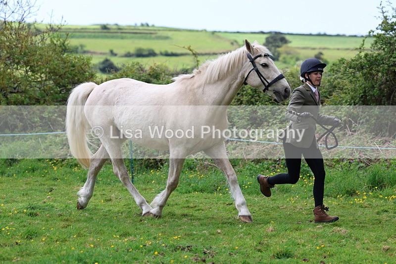 3E7A0498 - Class 20: Sports Horse