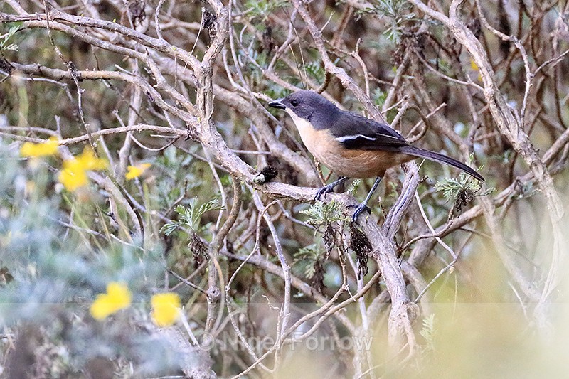 Southern Boubou (female), Kirstenbosch Garden, South Africa - Southern Boubou