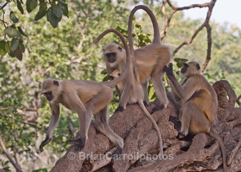 Langur Monkeys - Indian Tiger Safari Tour 08